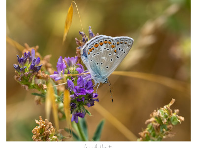 Farfalla