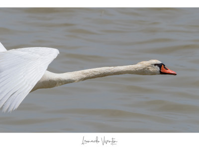 Cigno reale