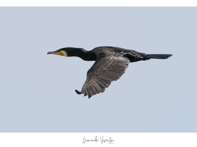 Cormorano
