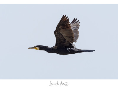 Cormorano