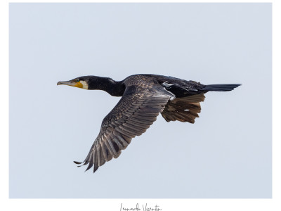 Cormorano