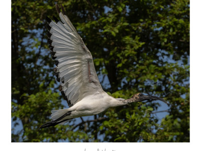 Ibis sacro
