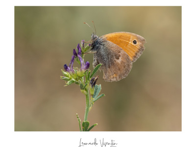 Coenonympha pamphilus