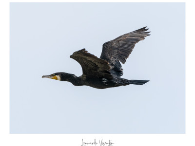 Cormorano