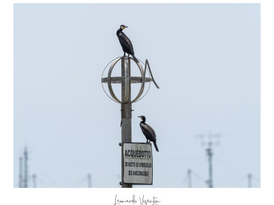 Cormorani