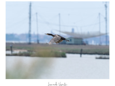 Cormorano