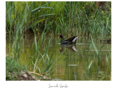 Gallinella d'acqua