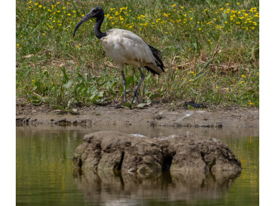 Ibis sacro 