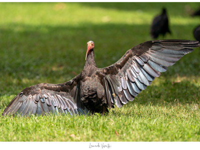 Ibis eremita