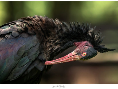 Ibis eremita
