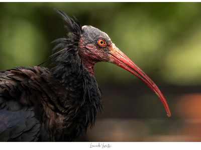 Ibis eremita