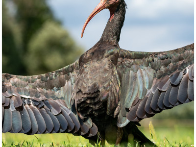 Ibis eremita