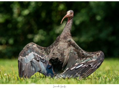 Ibis eremita
