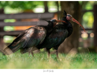 Ibis eremita