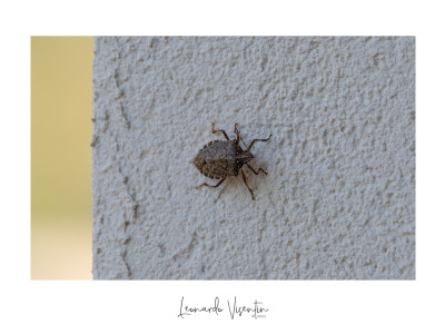 Cimice