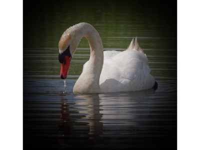 Cigno reale