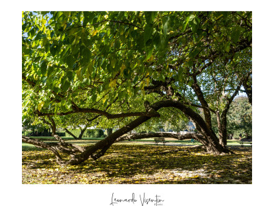 Parco Querini