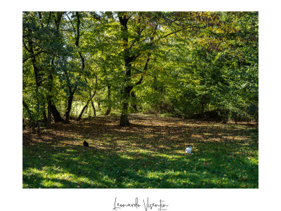 Parco Querini