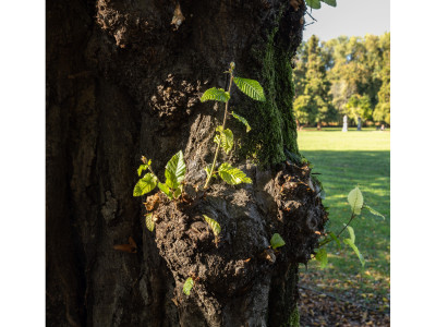 Parco Querini