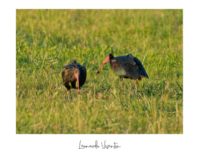 Ibis eremita