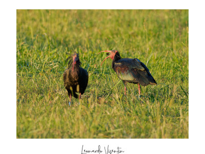Ibis eremita