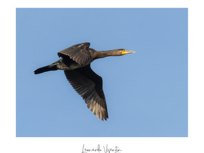 Cormorano