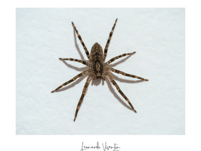 Zoropsis spinimana