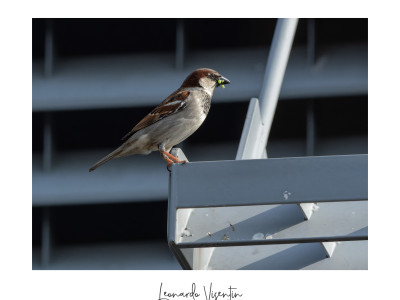Passera europea