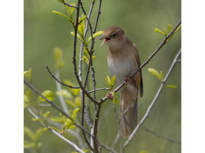 Salciaiola