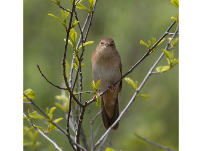Salciaiola