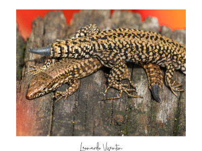 Podarcis muralis