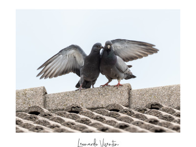 Piccioni domestici