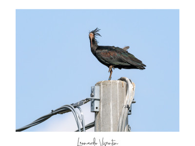 Ibis eremita