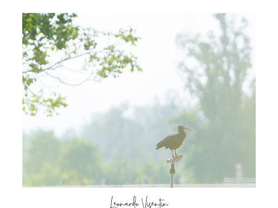 Ibis eremita