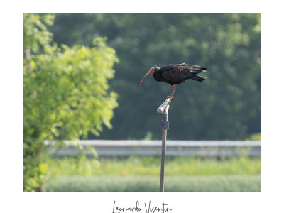 Ibis eremita