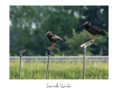 Ibis eremita