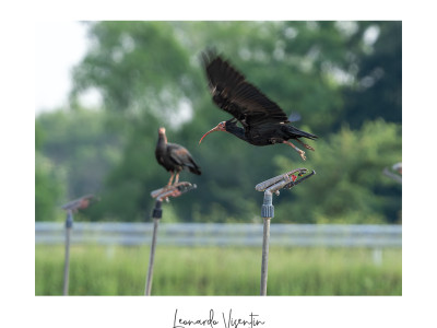Ibis eremita