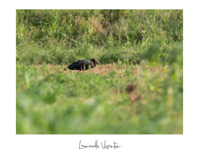 Ibis eremita
