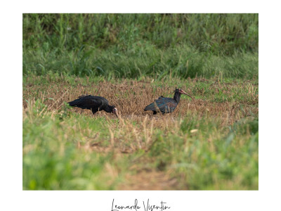 Ibis eremita