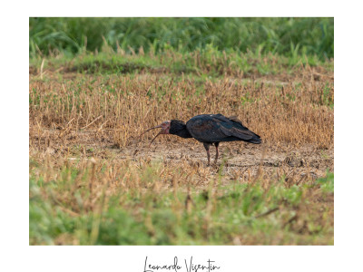 Ibis eremita