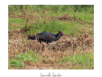 Ibis eremita