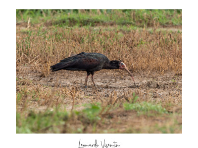 Ibis eremita