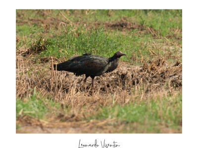 Ibis eremita