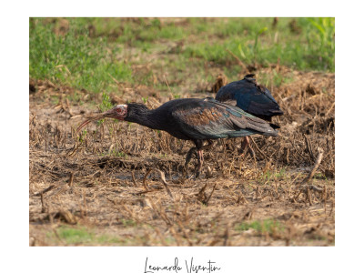 Ibis eremita