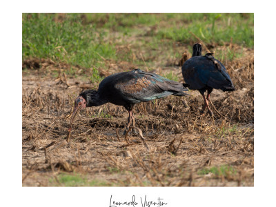 Ibis eremita