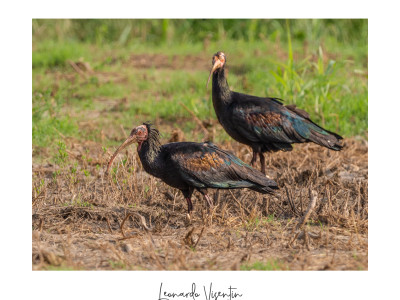Ibis eremita