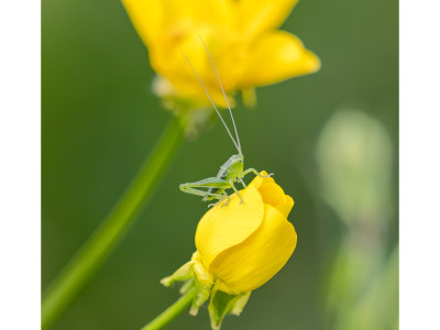Cavalletta verde