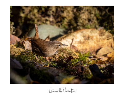 Scricciolo (Troglodytes troglodytes)
