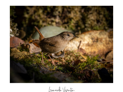 Scricciolo (Troglodytes troglodytes)