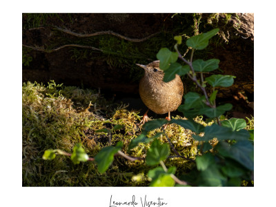Scricciolo (Troglodytes troglodytes)